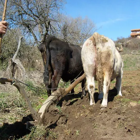 El Rondillo De Gredos *