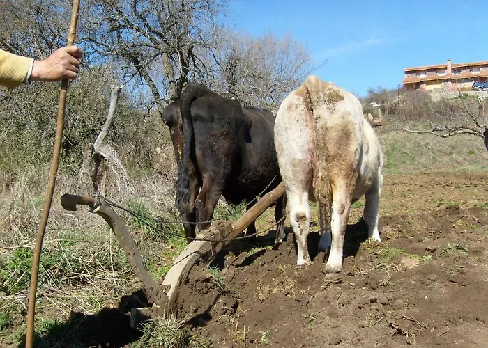 El Rondillo De Gredos *